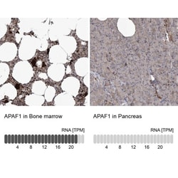 APAF-1 Antibody, Novus Biologicals:Antibodies:Primary Antibodies